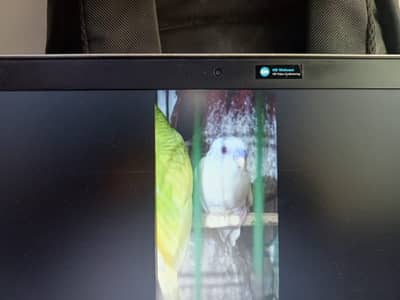 Buggie Parrots   Healthy and Active 3 pairs (M/F)  03124480026