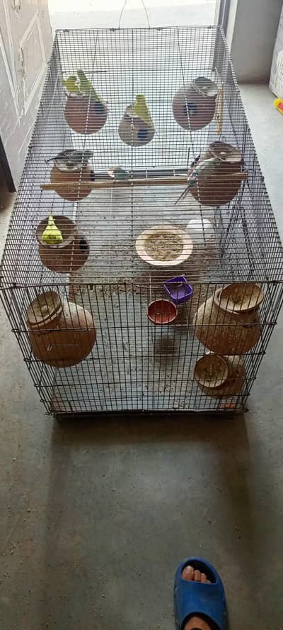Budgie parrots for sale with Big box