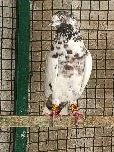 High Quality Kabli Pogeons