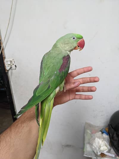 selling raw parrot
