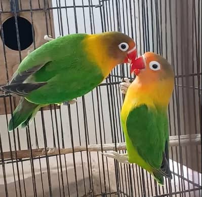 Breeder Bird Pair for Sale | Ringneck, Lovebird, Fisher & Budgie Male