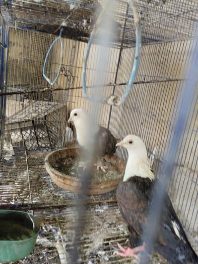 Karbalai Pair pure cutting . . .
