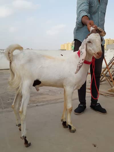 healthy and Active Bakray Available For Sale