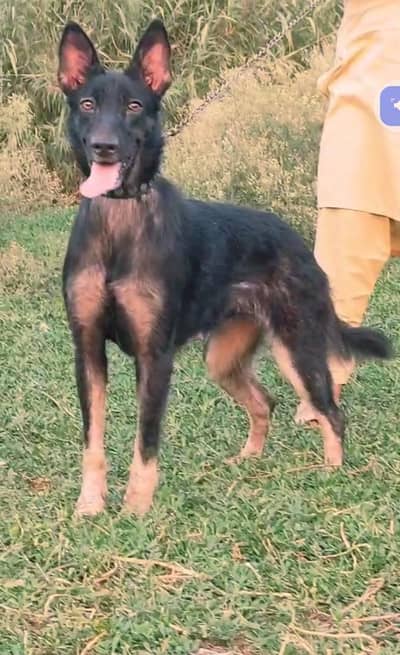 Alsatian female 13months security forsale