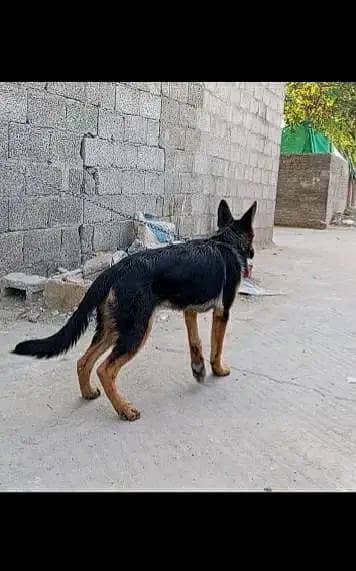 German dog