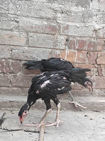 shamoo cross male and Thai pakoy female home breed pair