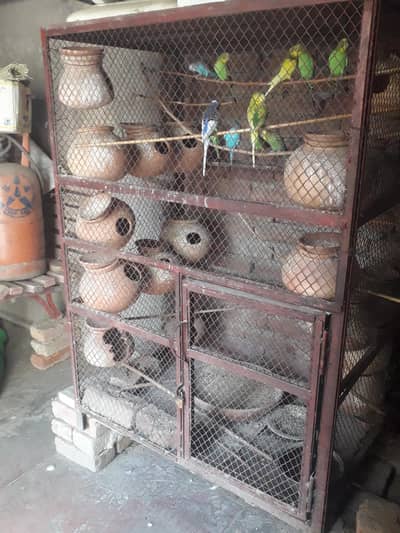 Australin parots for sale