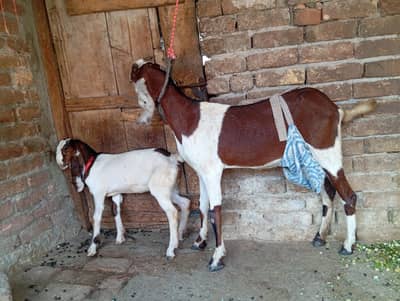 Ablak goat with one female kid