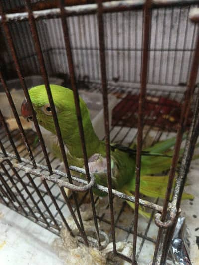 gani wala parrot female bredar healthy