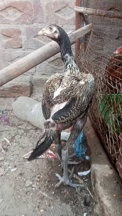 Aseel Burmi Patha