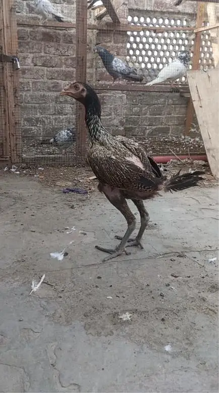 Aseel Burmi Patha — photo 2