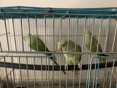 Ringneck Breeder Pair with Chick