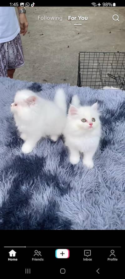 Persian kitten triple Cot for sale. My WhatsApp 03444548868