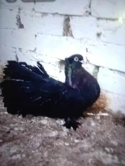 black American breeder pair. in top quality