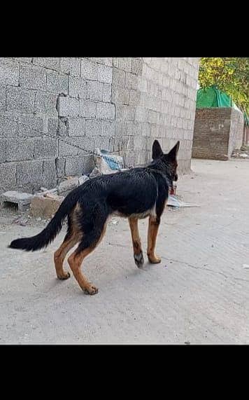 German Shepherd puppy for sale