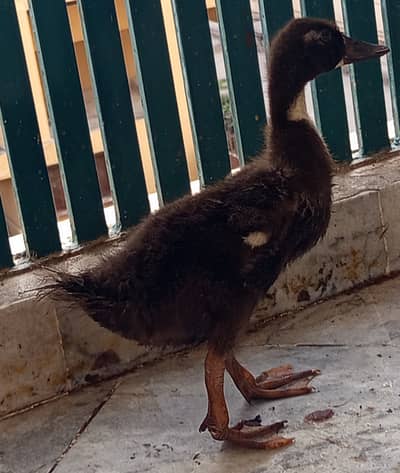 Long neck healthy duck