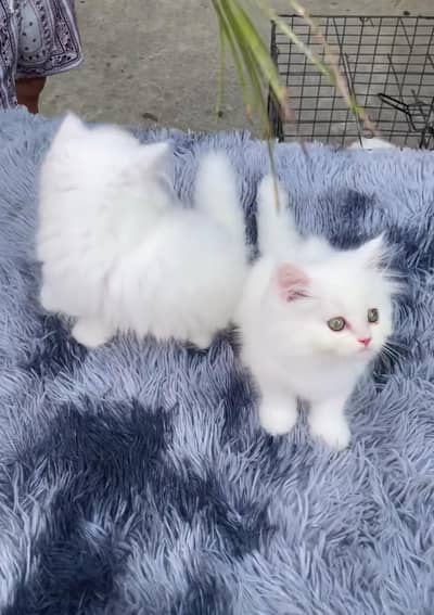 Persian kitten triple Cot for sale. My WhatsApp 03444548868