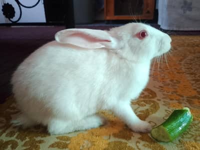 Healthy Red Eye Rabbit – White Bunny