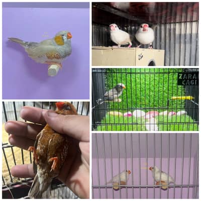 Zebra finches mutation and fawn split pastel