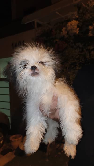 shih tzu for sale pure breed