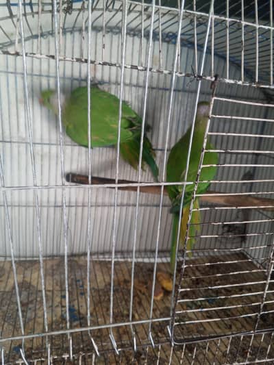 ring nek