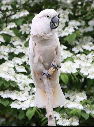 cockatoo