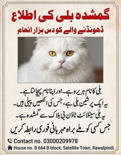 Missing Cat in Satellite Town