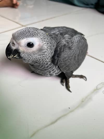 African grey chick