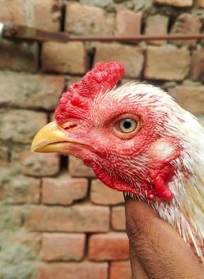 Healthy White Aseel murga for Sale – Home breed
