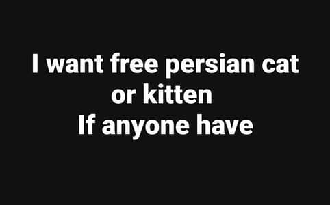 I need free Persian cat
