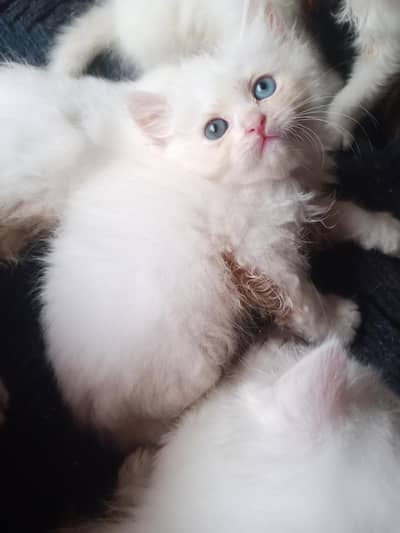 Persian odd eyes/triple coat kittens/blue eyes