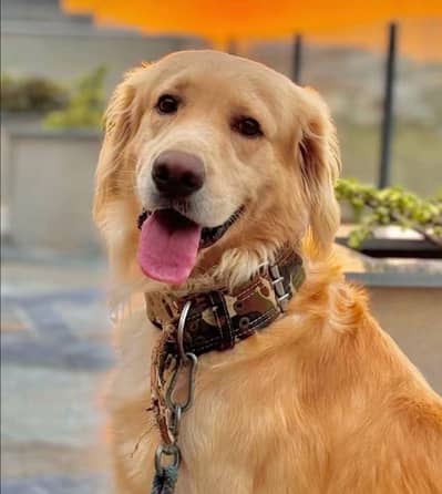 Golden retriever PAIR |  golden retriever Male / Female | dog for sal