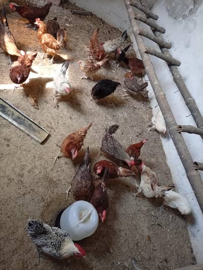 Desi hens for sale