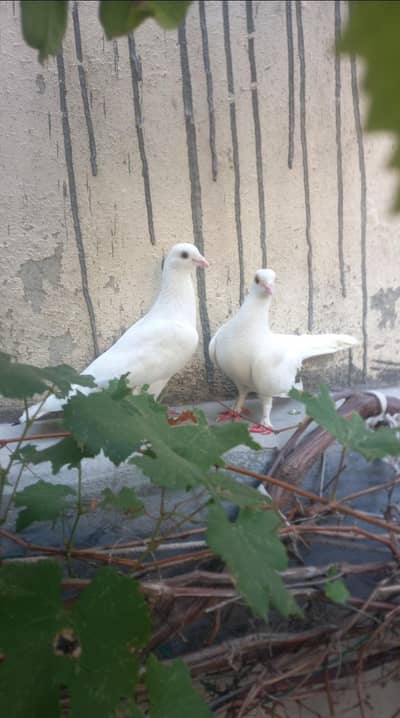 full white cream pigeon pair for sale