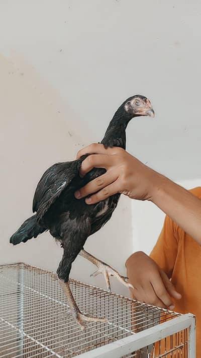 aseel chicks in lahore