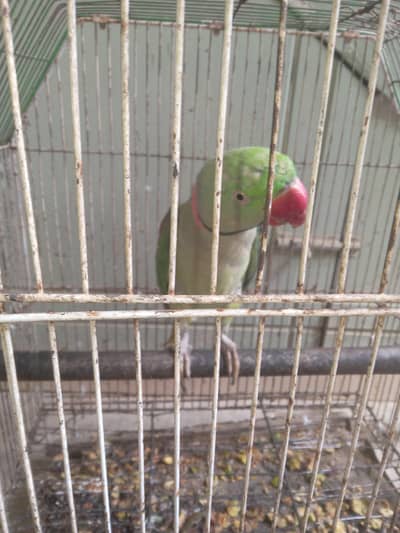 alexzendar parrot