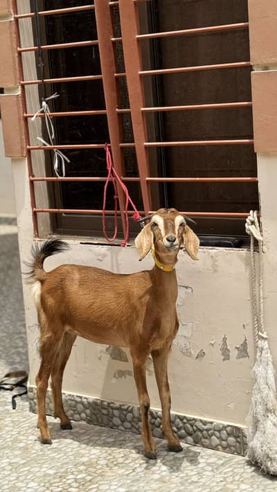 bakri