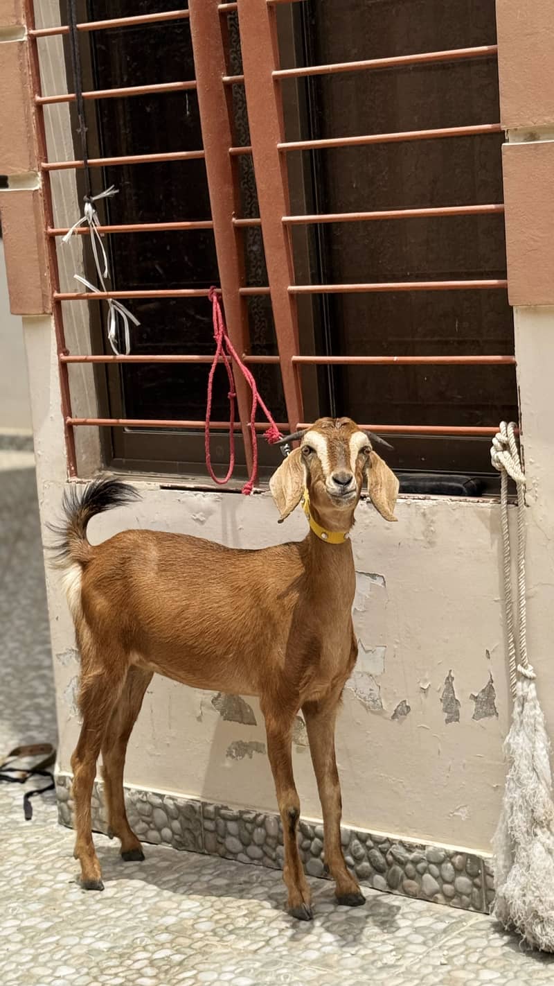 bakri 0