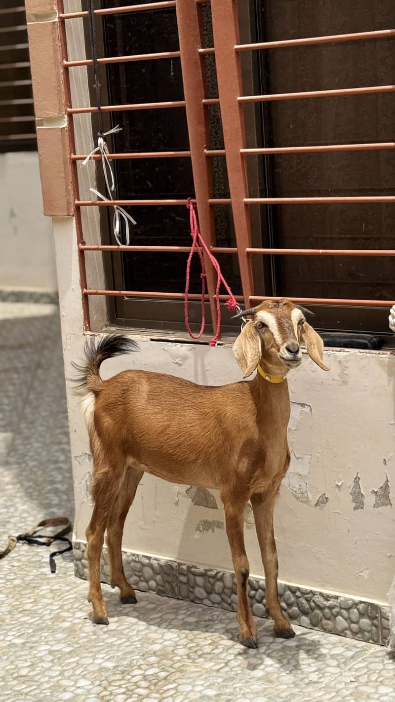 bakri 1