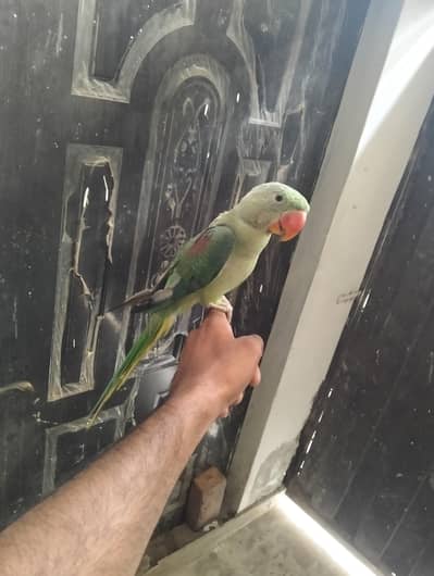 raw parrot