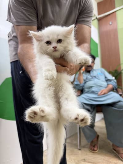 Persian cat