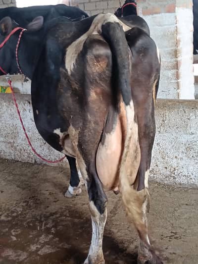 healthy cow for sale