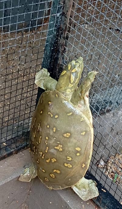 Turtle