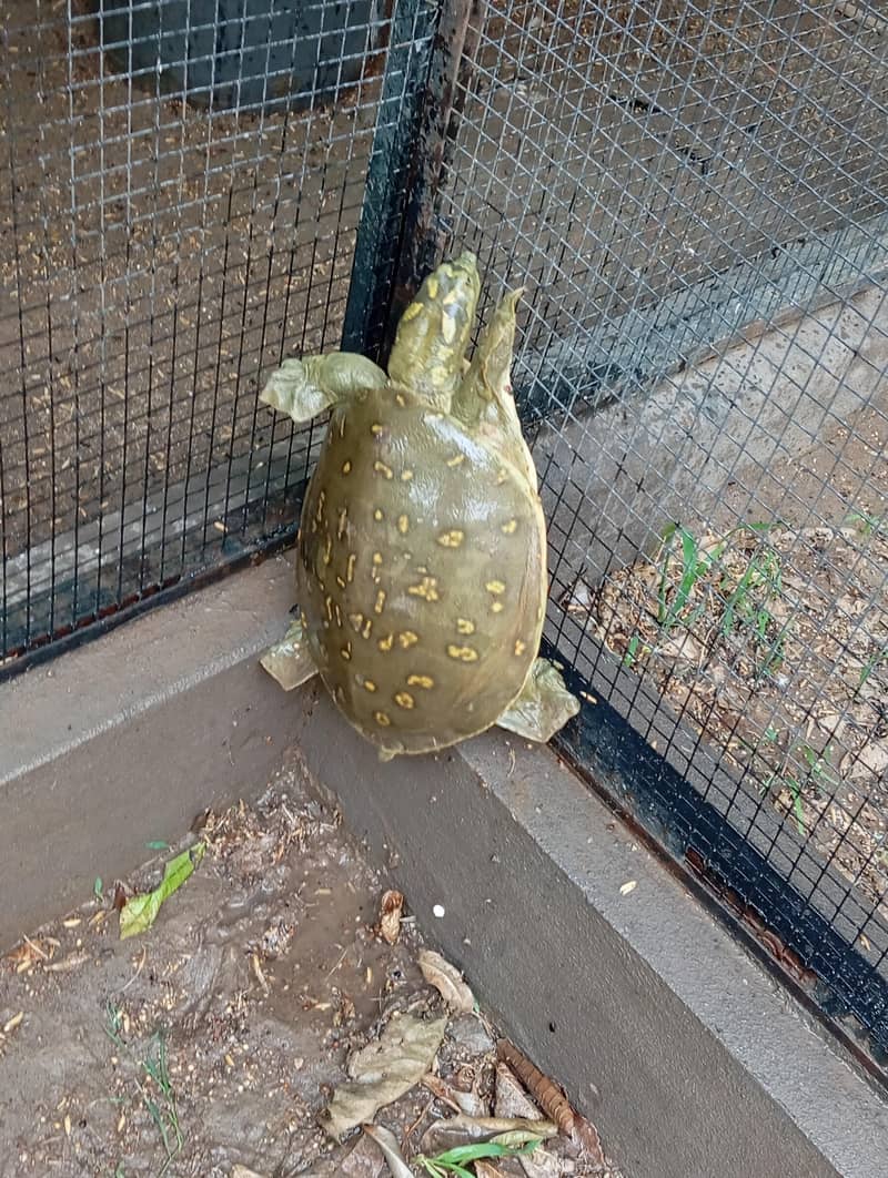 Turtle 1