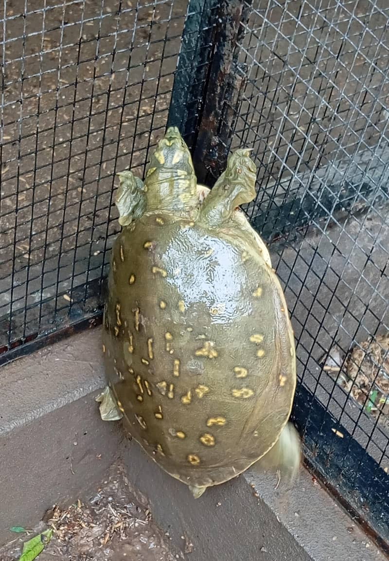 Turtle 2