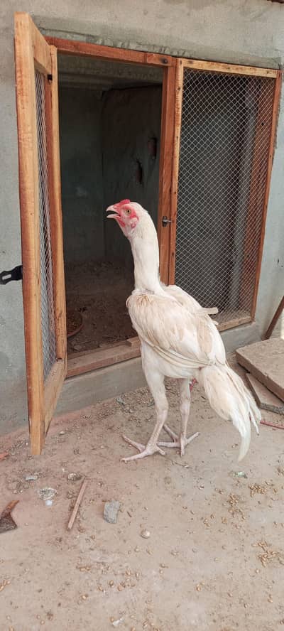 White aseel Male female notconfirm  5000 ka aik