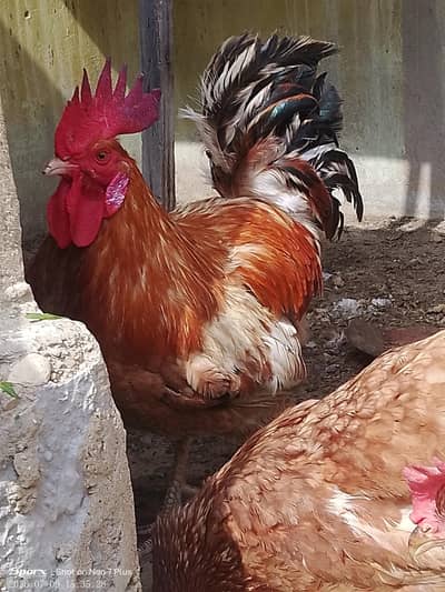 1 Male & 2 Female lohaman brown hens