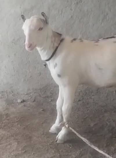 3 teddypure gulaabi pointed genuine munday