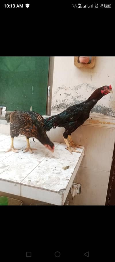 Aseel heans 2 heans 1 murgha out class breeds uneq breed healthy acti