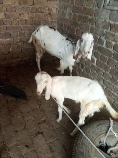 Goat with Two Femal kids